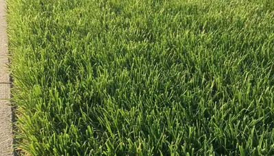 Close-up of freshly cut grass showing precise lawn mowing quality by Chop Chop Landscaping in Des Moines, IA