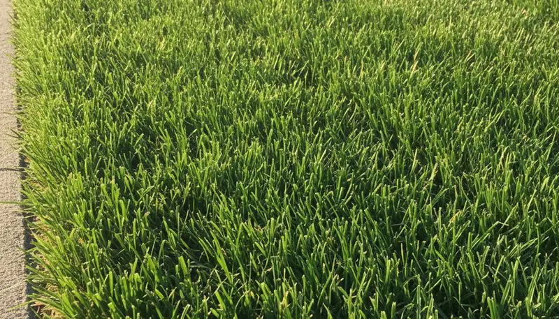 Close-up of freshly cut grass showing precise lawn mowing quality by Chop Chop Landscaping in Des Moines, IA