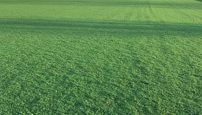 Freshly hydroseeded lawn by professional landscapers in Des Moines, IA showing full green coverage