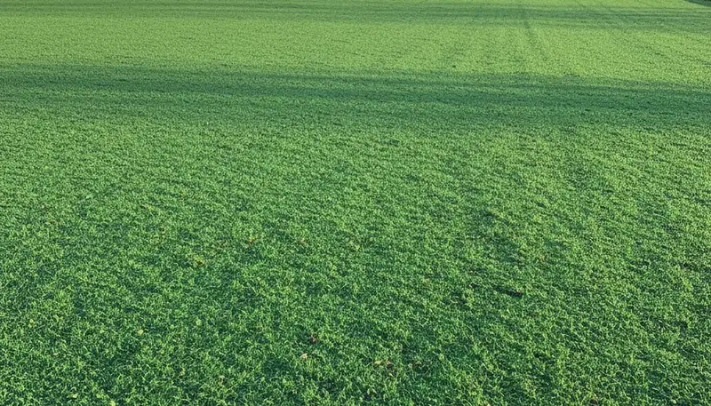 Freshly hydroseeded lawn by professional landscapers in Des Moines, IA showing full green coverage