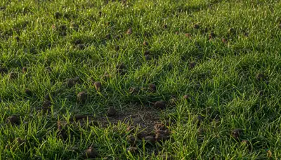 Healthy Des Moines lawn recovering after professional aeration by Chop Chop Landscaping, IA